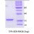SDS-Page: alpha Synuclein Protein [NBC1-18322] - a-Synuclein A30P/A53T, 14.5 kDa (140 aa) , confirmed by MALDI-TOF with a purity of 95% by SDS - PAGE